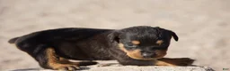 Rottweiler dogs for sale: Rott M1 - Ad 3