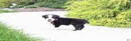 Miniature Australian Shepherd dogs for sale: Abby - Ad 3