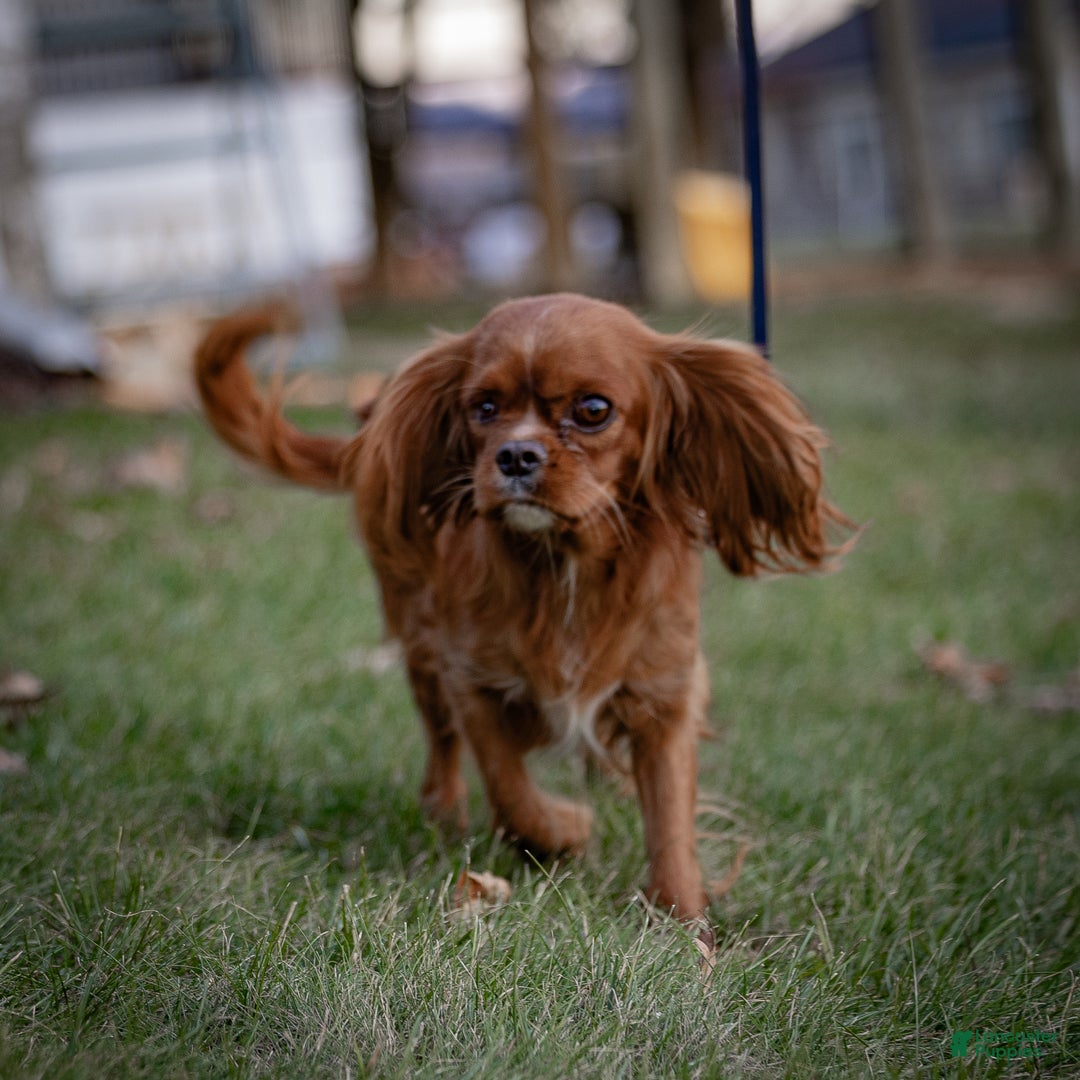 Cavalier King Charles Spaniel dogs for sale: Liam - Ad 5