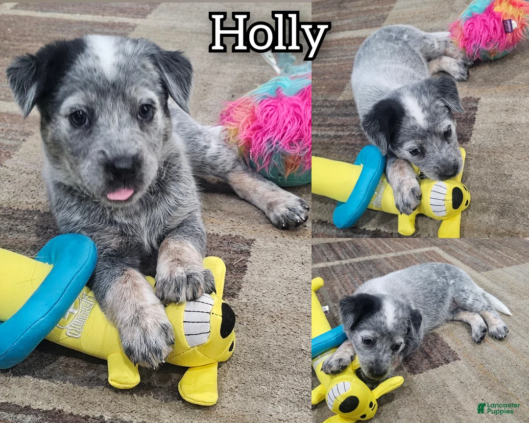 Mixed Breed dogs for sale: Mixed Breed Puppy 7 - Ad 2