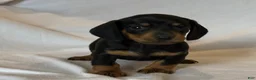 Miniature Dachshund dogs for sale: Prince - Ad 3