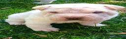 Shar Pei dogs for sale: Shar Pei Puppy 6 - Ad 5