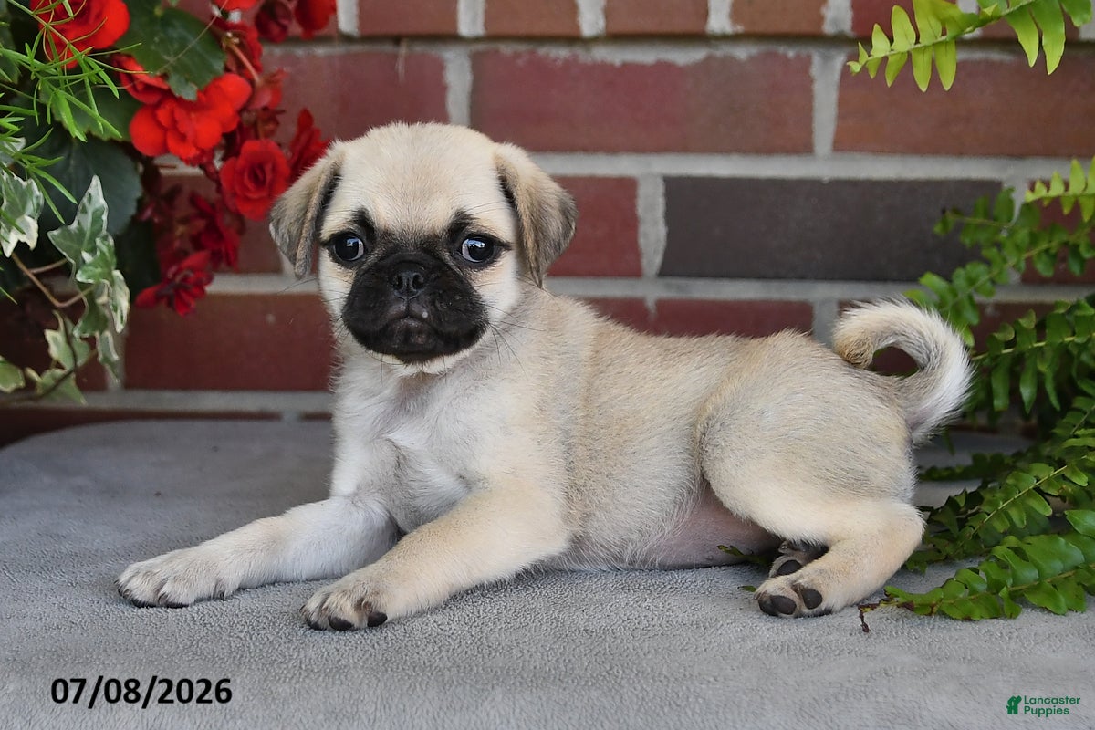 Puggle dogs Poppy - Ad 2