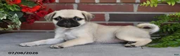 Puggle dogs for sale: Poppy - Ad 2