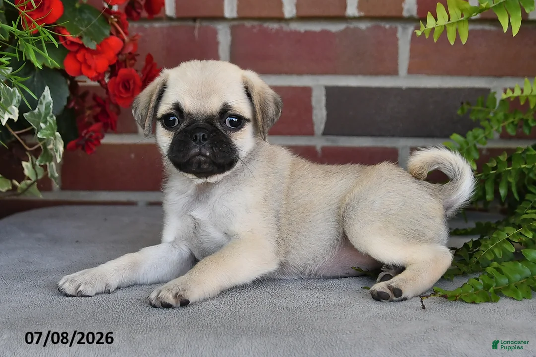 Puggle dogs for sale: Poppy - Ad 2