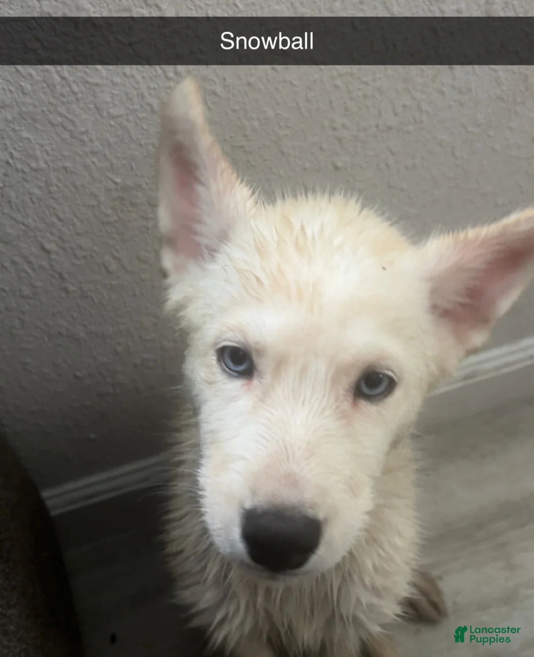 Siberian Husky dogs for sale: Siberian Husky Puppy 2 - Ad 1