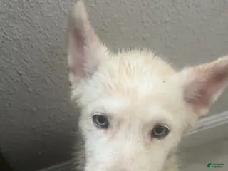 Siberian Husky dogs Siberian Husky Puppy 2 - Ad 4