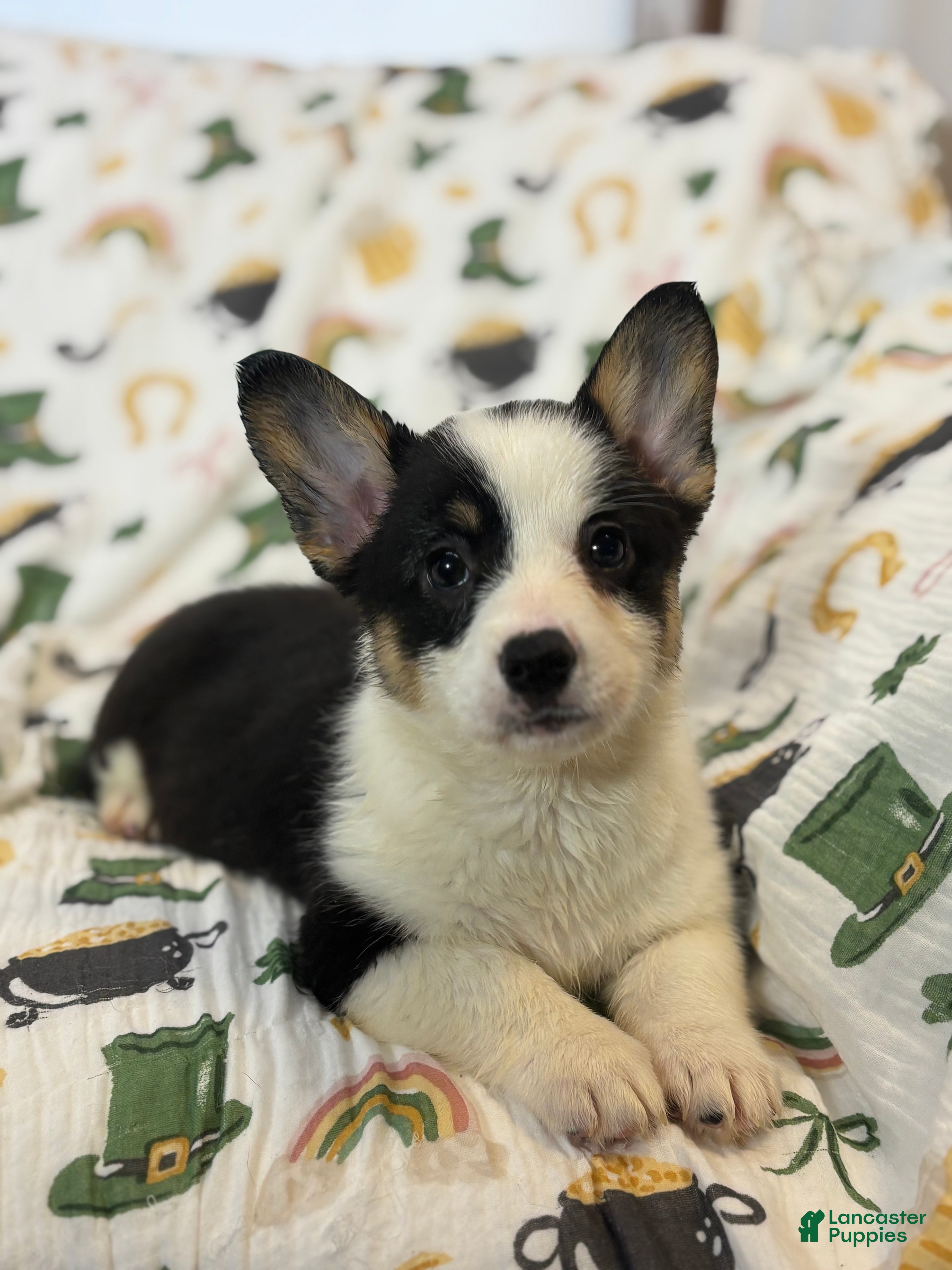 Mixed Breed dogs Molly - Ad 12