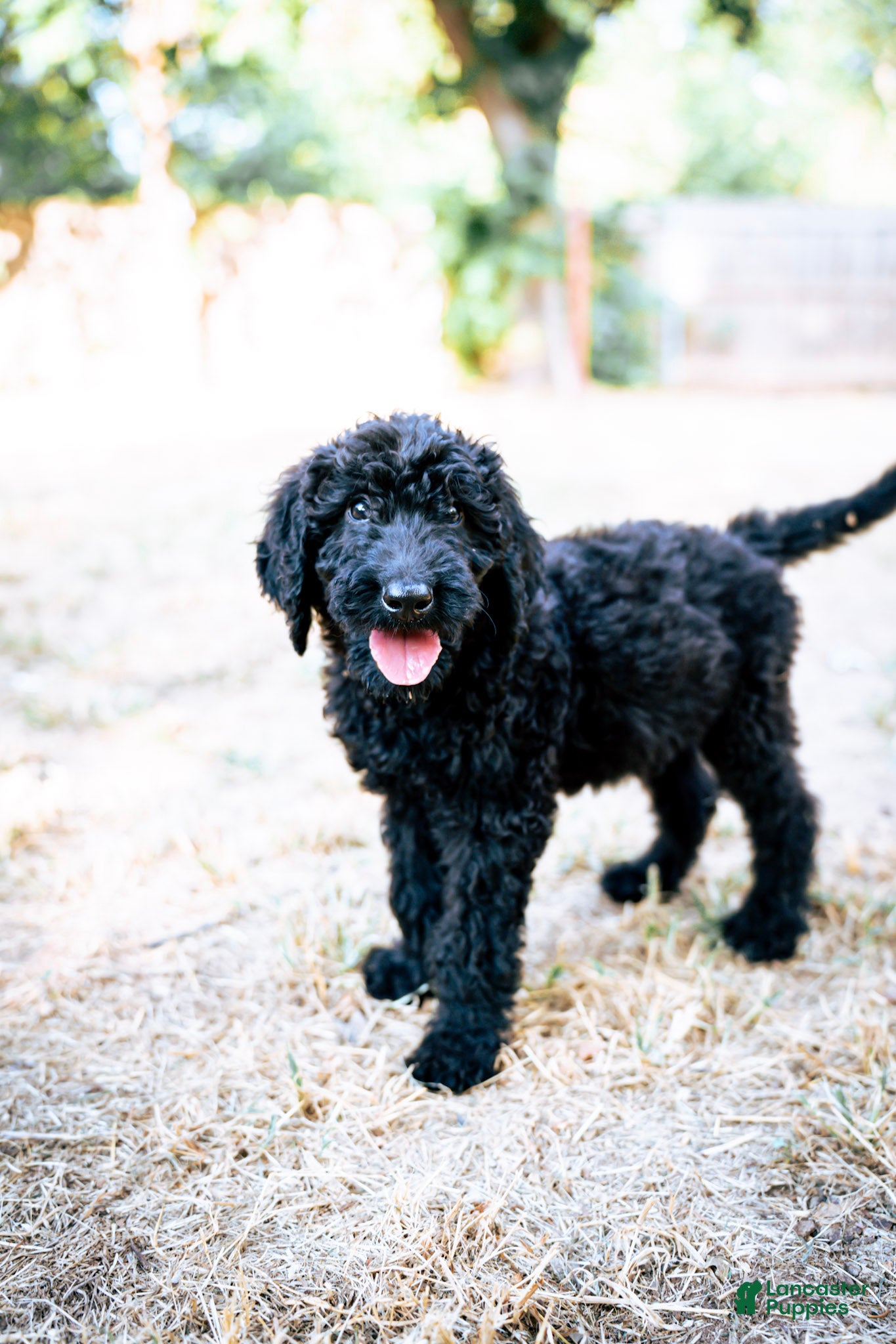 Goldendoodle dogs Onyx - Ad 9