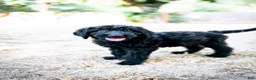 Goldendoodle dogs for sale: Onyx - Ad 1