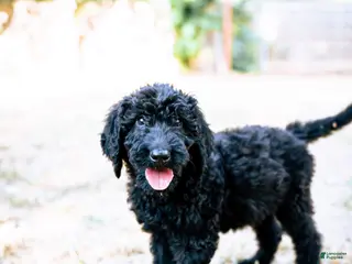 Goldendoodle dogs Onyx - Ad 9