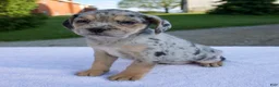 Beabull dogs for sale: Kim - Ad 5