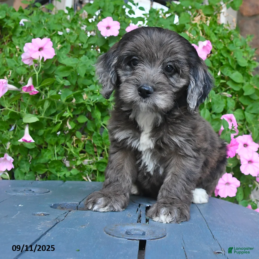 Mixed Breed dogs for sale: Paris - Ad 3