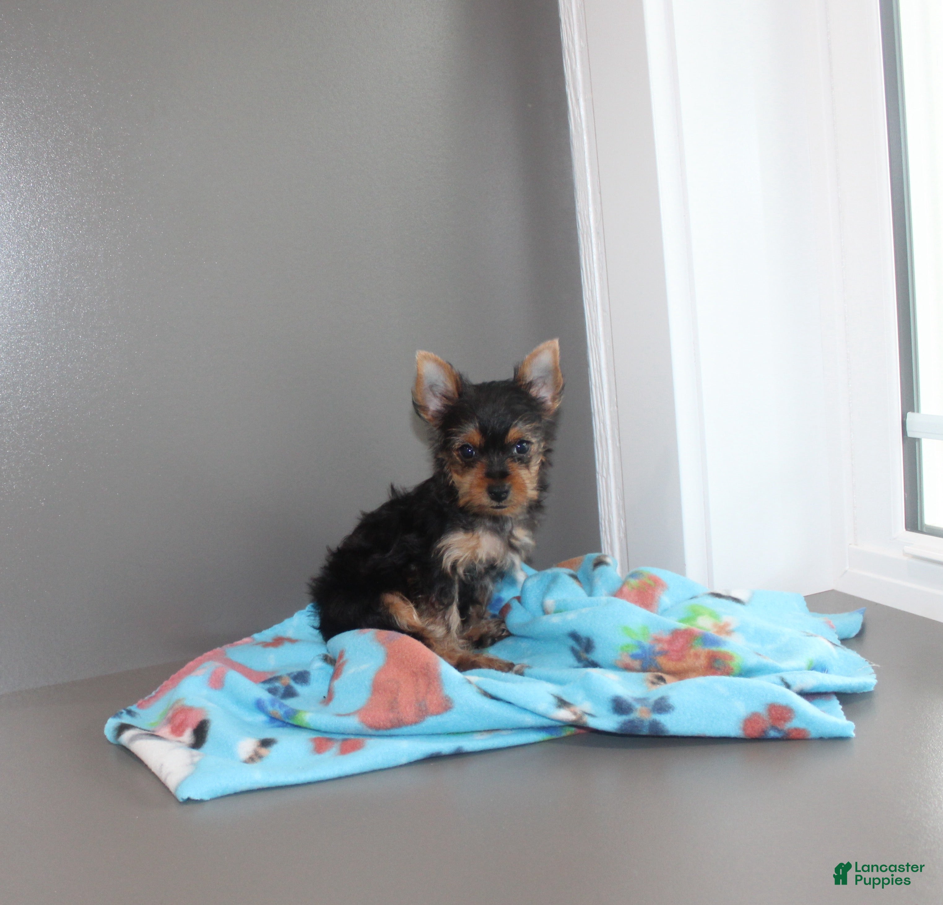 Yorkshire Terrier dogs Pluto - Ad 2