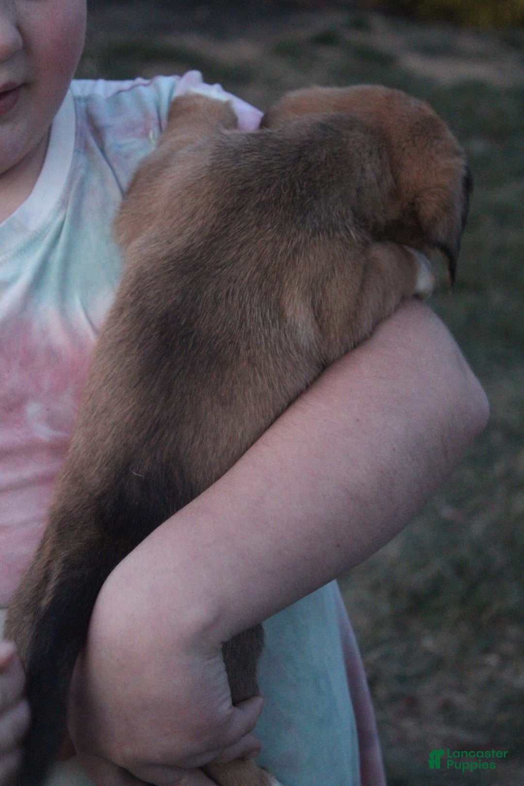 Mixed Breed dogs for sale: Olivia - Ad 3