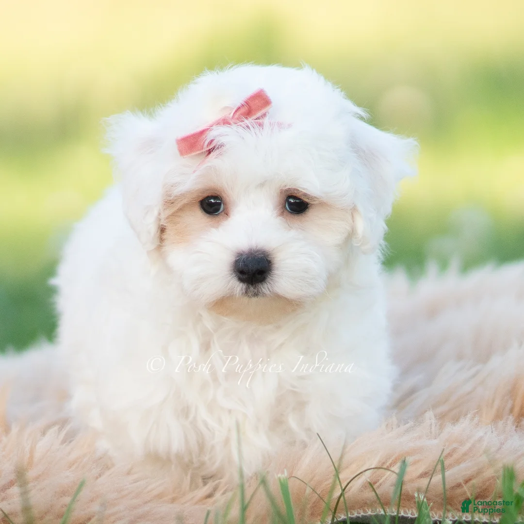 Maltipoo dogs for sale: Pongo - Ad 1