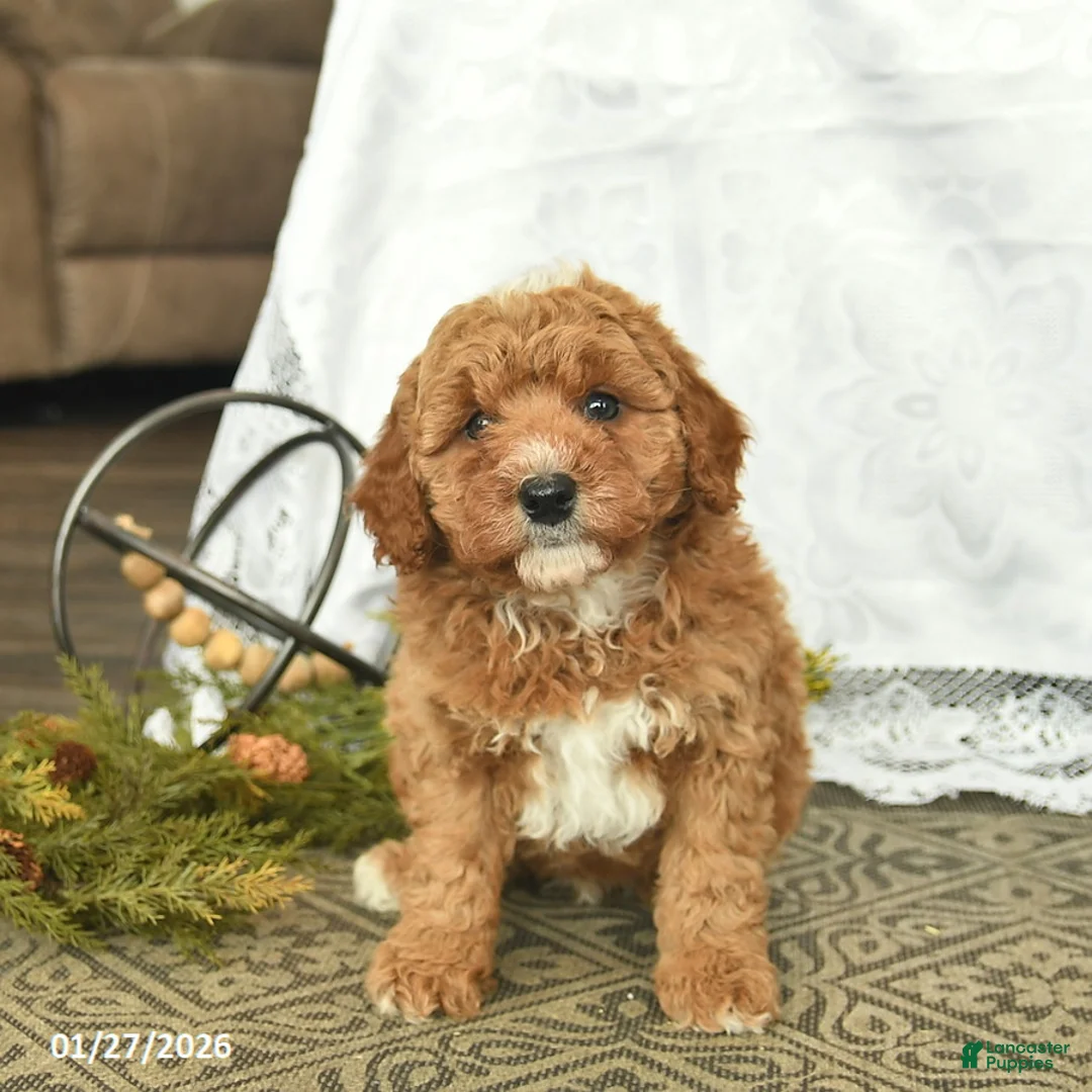 Miniature Poodle dogs for sale: Chuck  - Ad 2