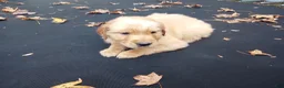 Golden Retriever dogs for sale: Max - Ad 3