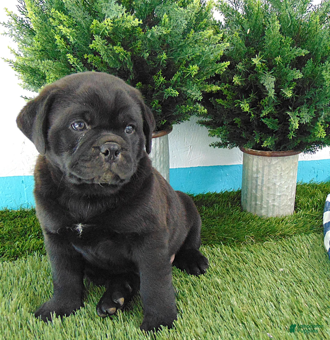Mixed Breed dogs for sale: Silas - Ad 1