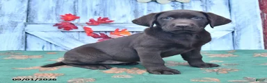 Lulu