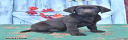 Labrador Retriever dogs for sale: Lulu - Ad 1