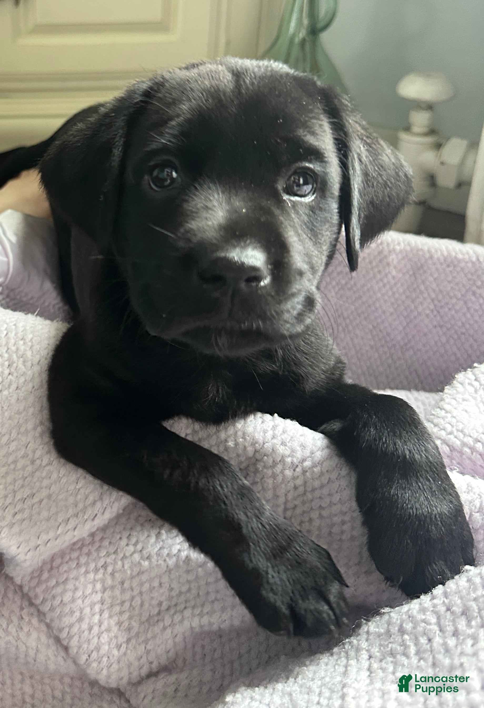 Labrador Retriever dogs Labrador Retriever Blue - Ad 21