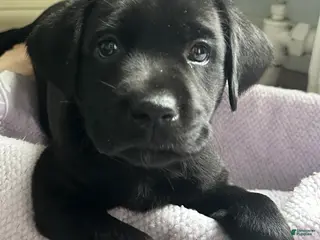 Labrador Retriever dogs Labrador Retriever Blue - Ad 2