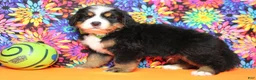 Bernese Mountain Dog dogs for sale: Heim  - Ad 10