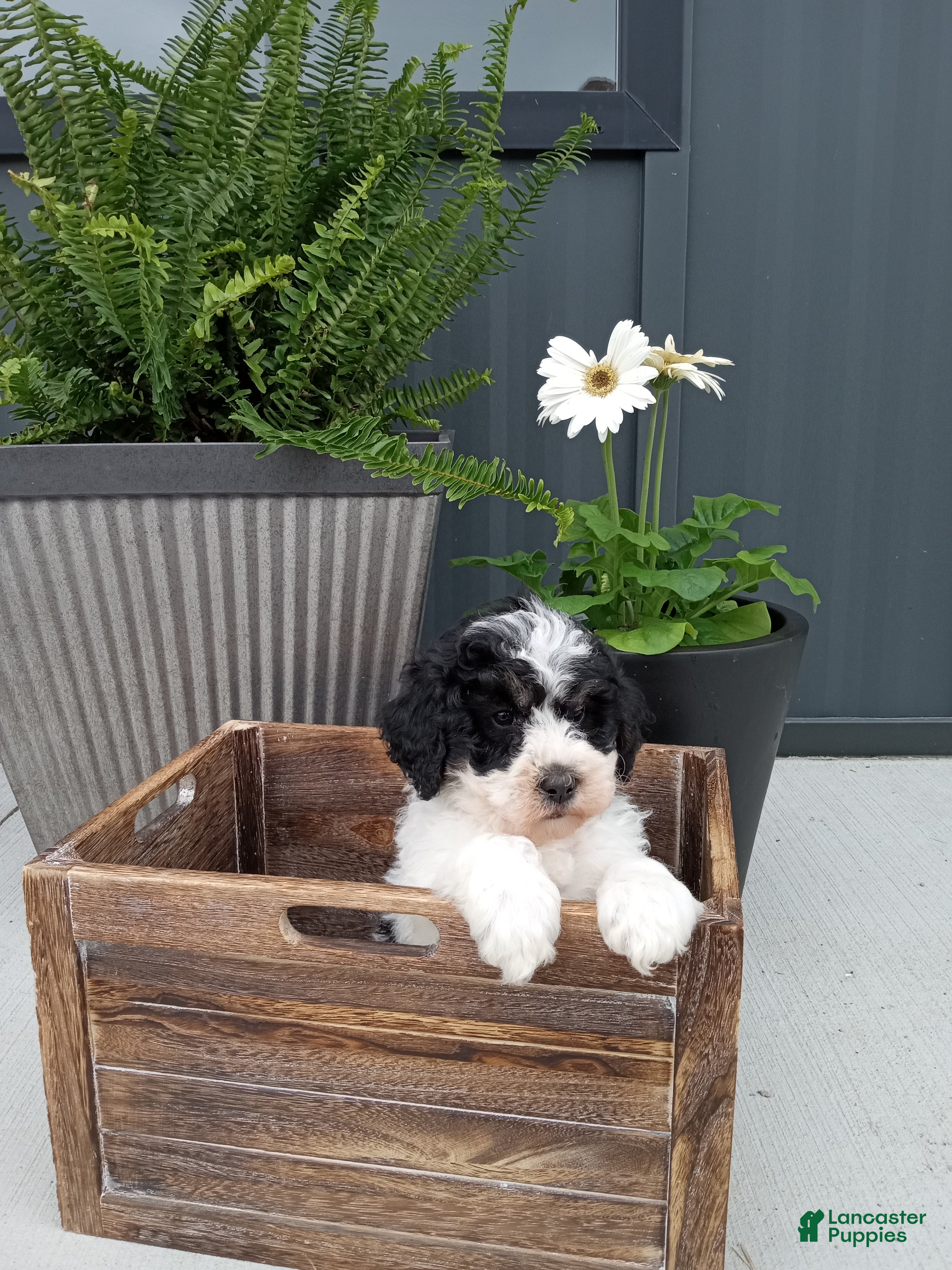 Mini Bernedoodle dogs Liam - Ad 1