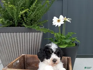 Mini Bernedoodle dogs for sale: Liam - Ad 3