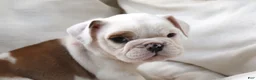 English Bulldog dogs for sale: Silvi - Ad 3