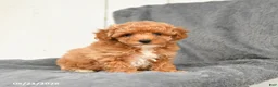 Toy Poodle dogs for sale: Lilac - Ad 2