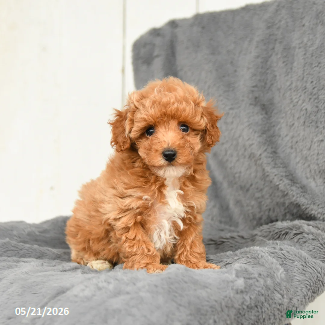 Toy Poodle dogs for sale: Lilac - Ad 2