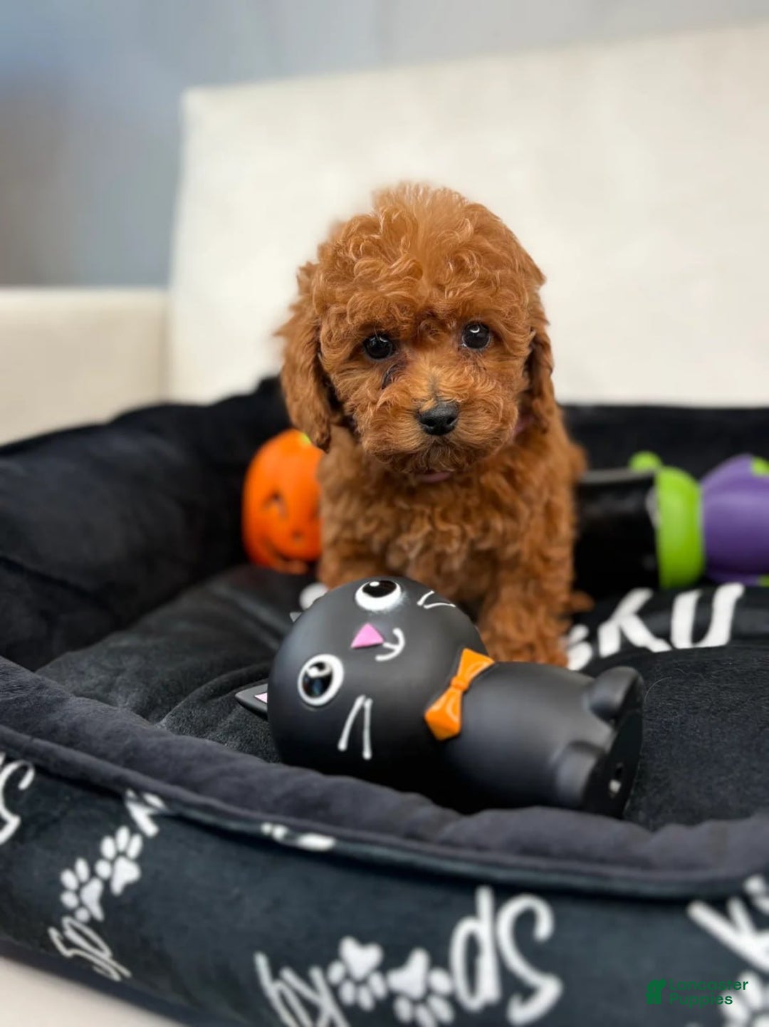 Toy Poodle dogs for sale: Red Female Teacup Poodle (Daisy) - Ad 2