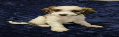 Havanese Puppy 2