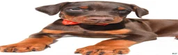 Doberman Pinscher dogs for sale: Bruno - Ad 5