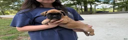 Boxer dogs for sale: Madison AKC Euro - Ad 6