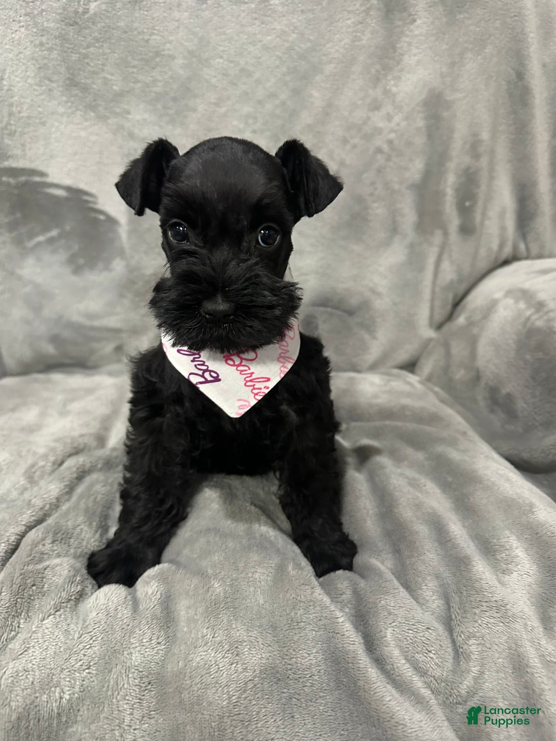 Miniature Schnauzer dogs for sale: Marley - Ad 2