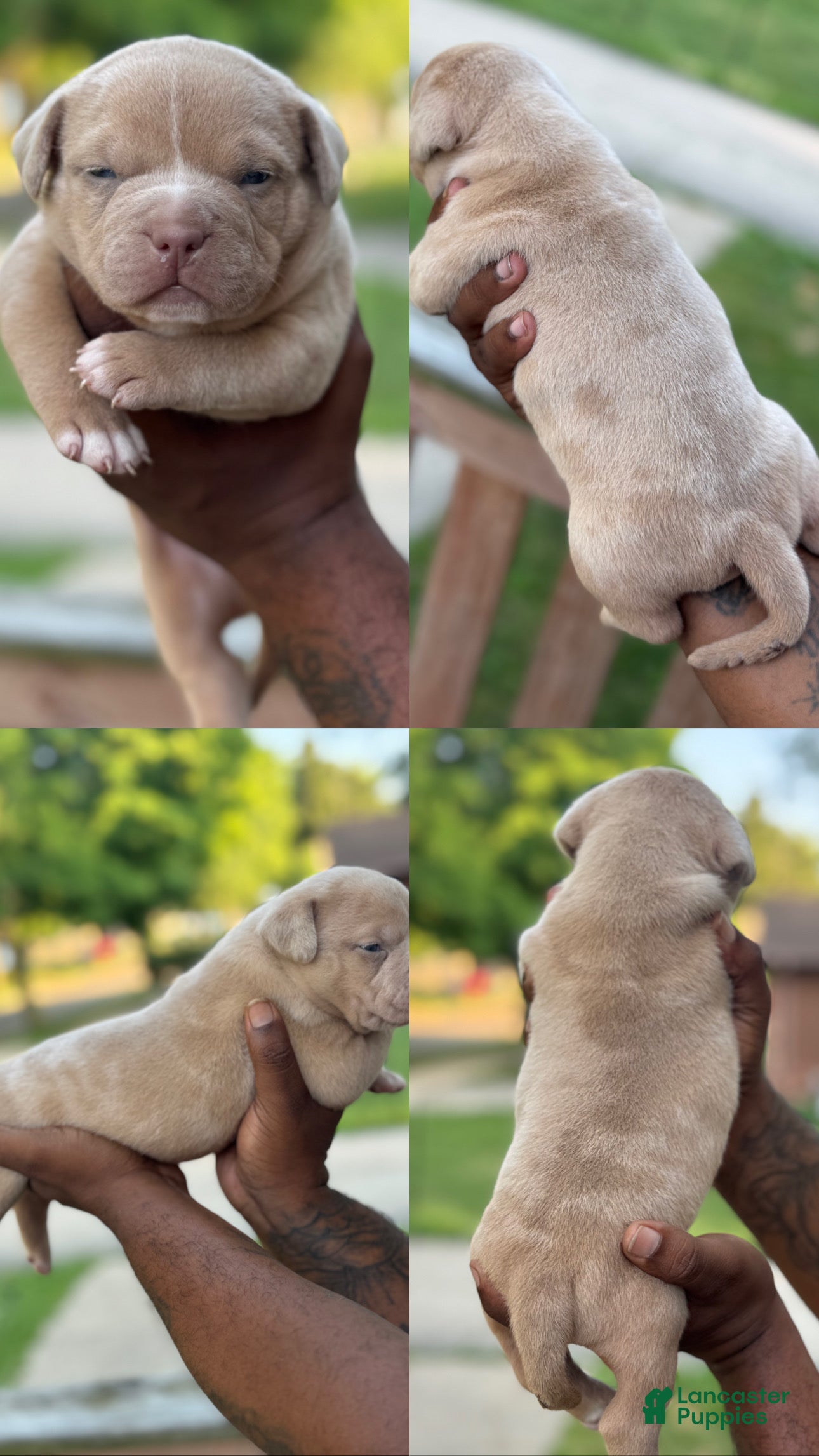 American Bully dogs Casper - Ad 1