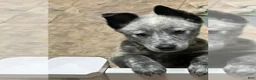 Australian Cattle Dog dogs for sale: Australian Cattle Dog 3 - Ad 2