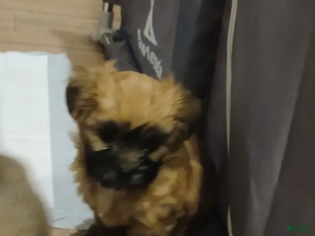 Morkie dogs for sale: PIPPI - Ad 38