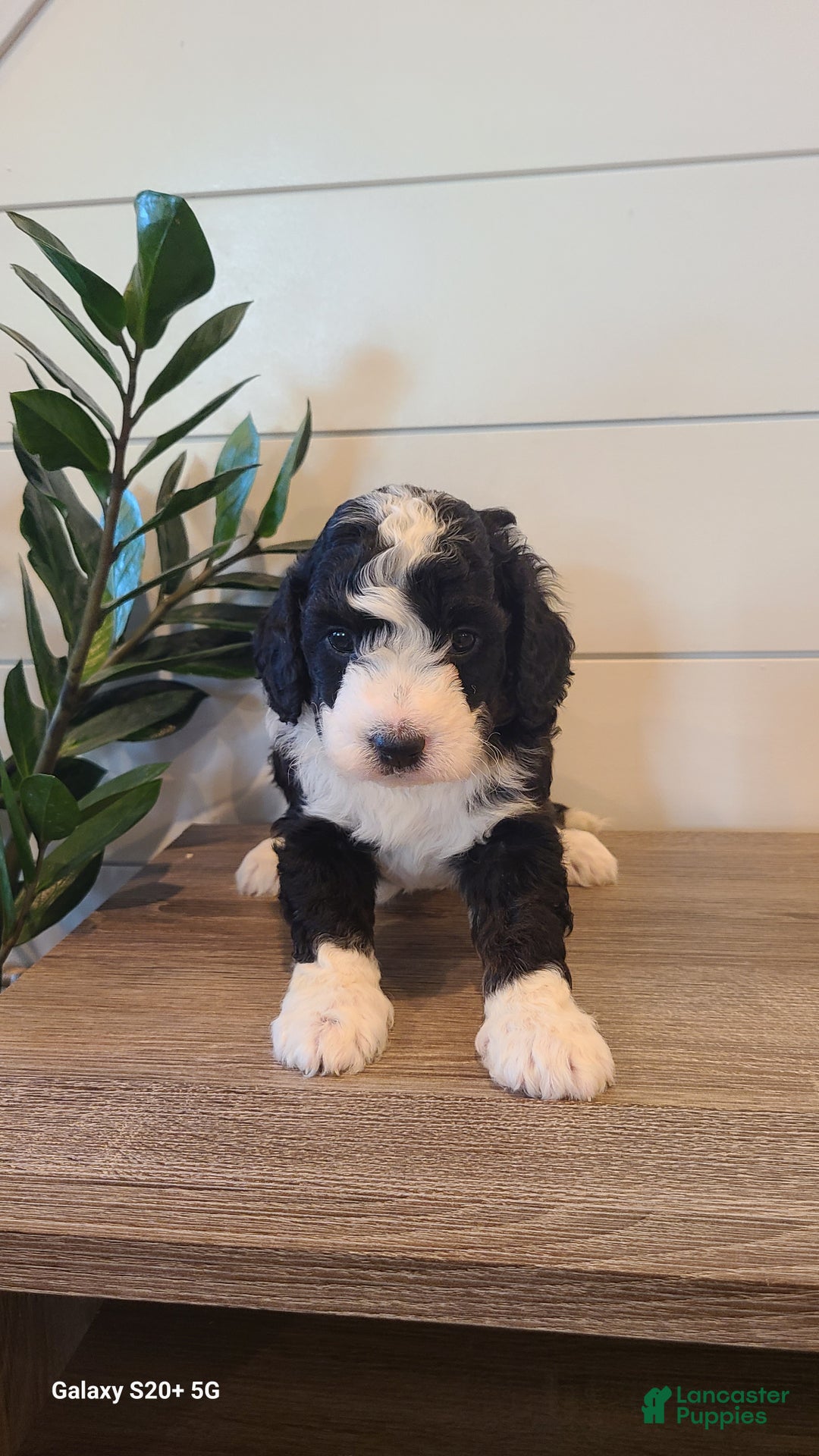 Mini Bernedoodle dogs for sale: Leo - Ad 15