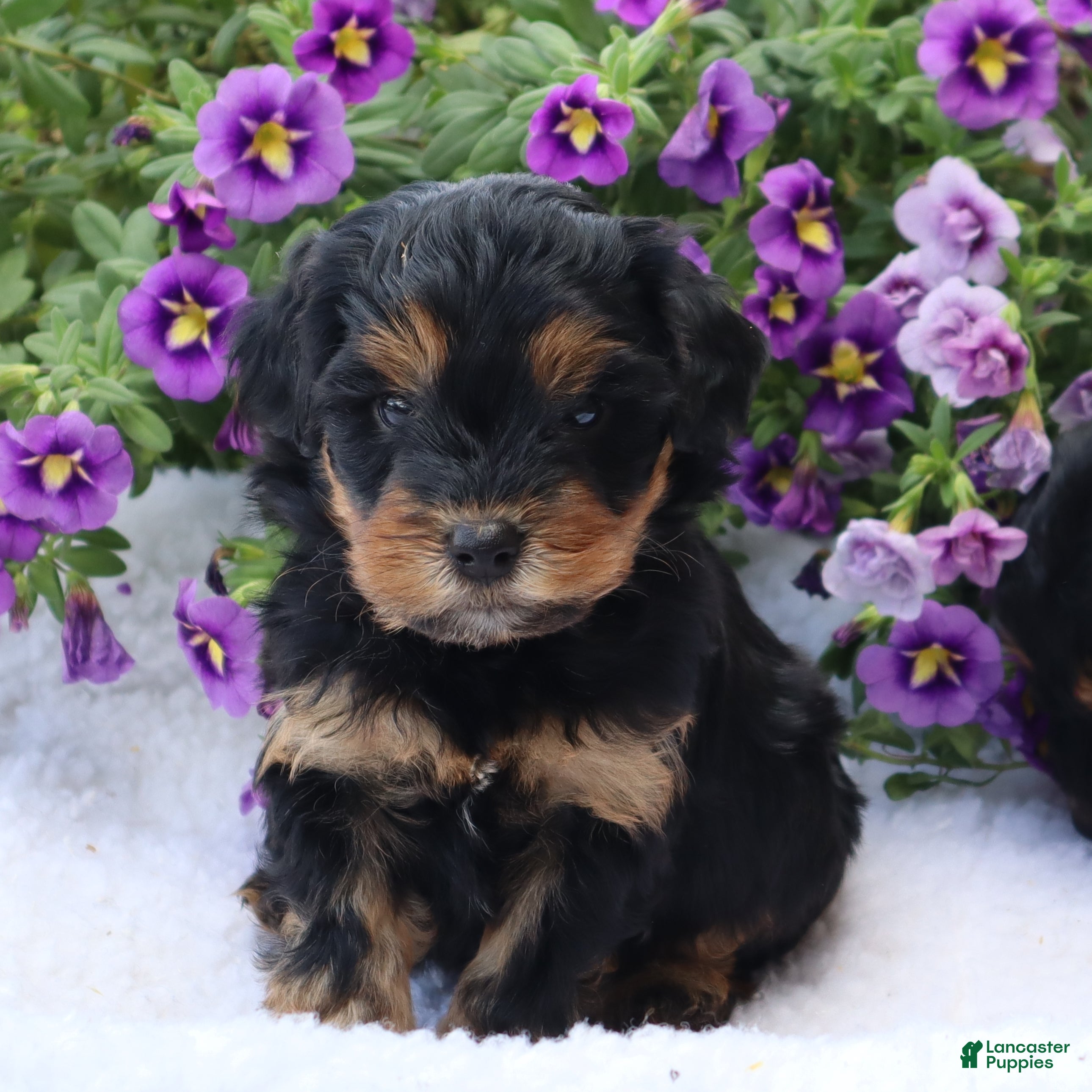 Mini Goldendoodle dogs Chuck - Ad 2