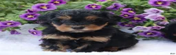 Mini Goldendoodle dogs for sale: Chuck - Ad 2