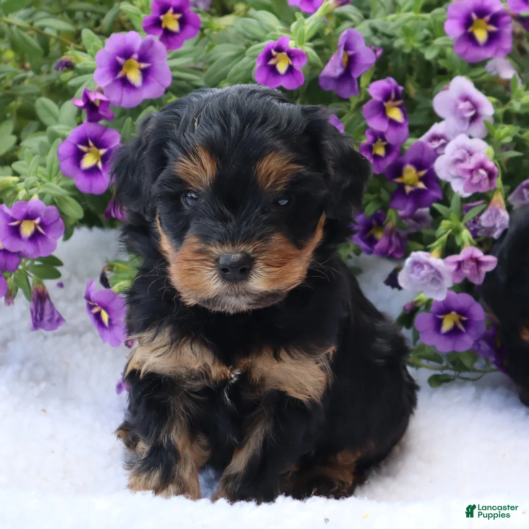 Mini Goldendoodle dogs for sale: Chuck - Ad 2