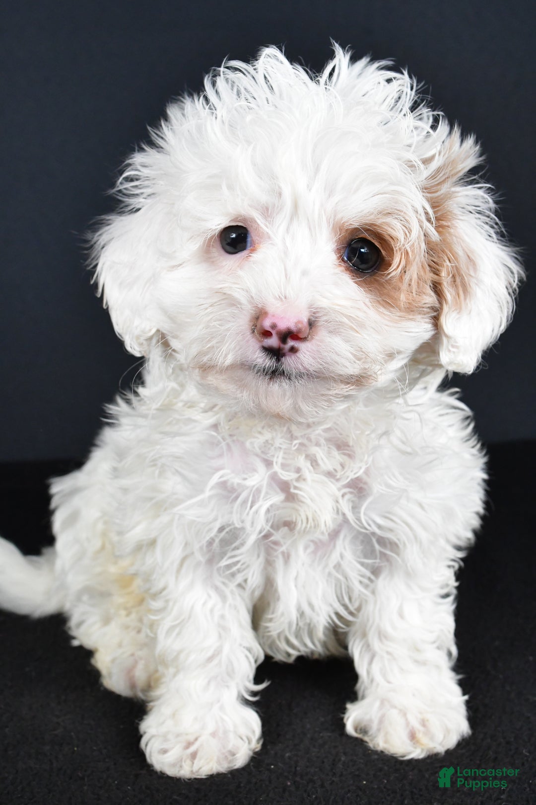 Havapoo dogs for sale: Autumn - Ad 4