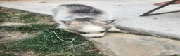 Siberian Husky dogs for sale: Siberian Husky 1 - Ad 3