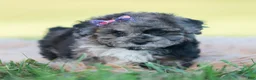 Toy Poodle dogs for sale: Ore fluff - Ad 3