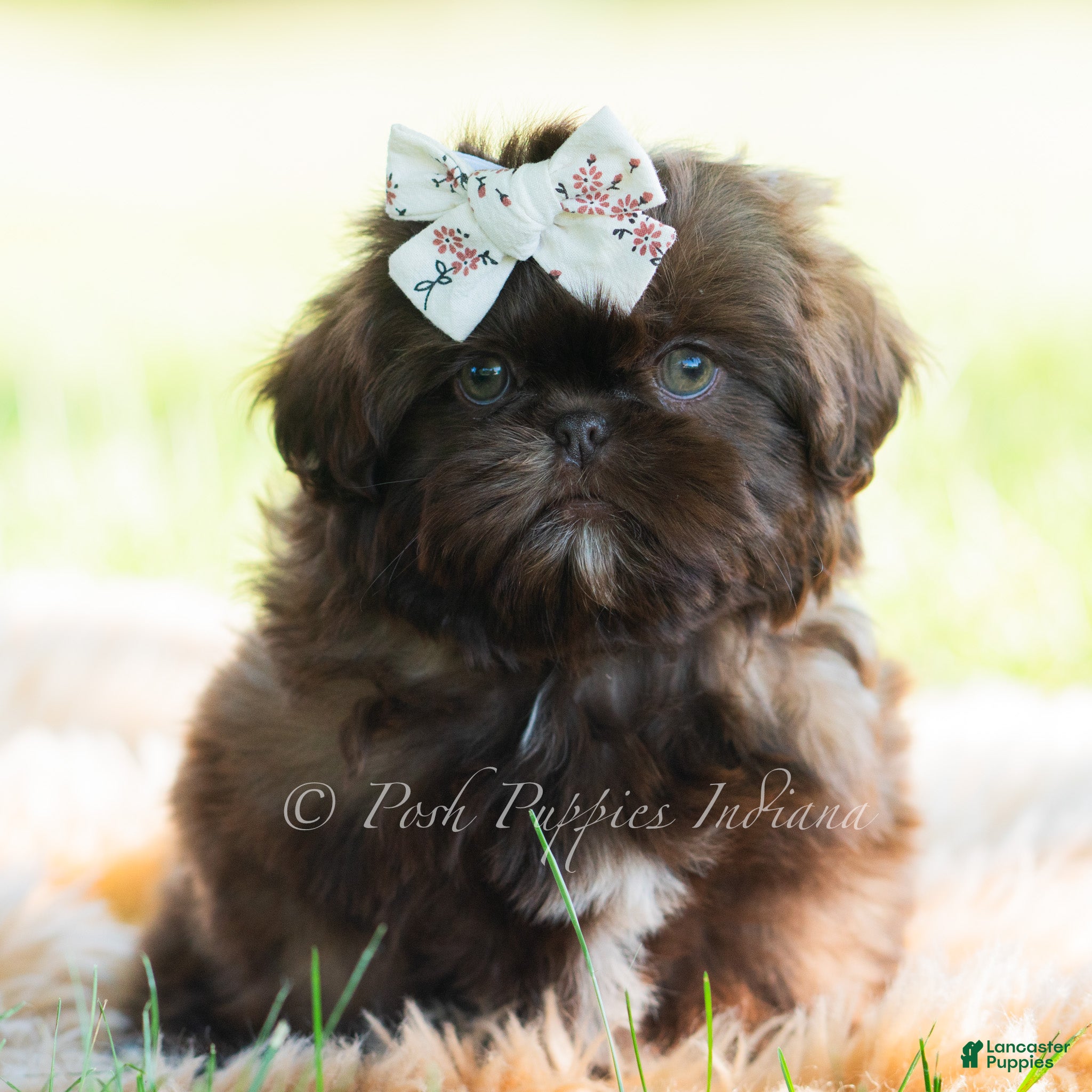 Shih Tzu dogs Astoria - Ad 8
