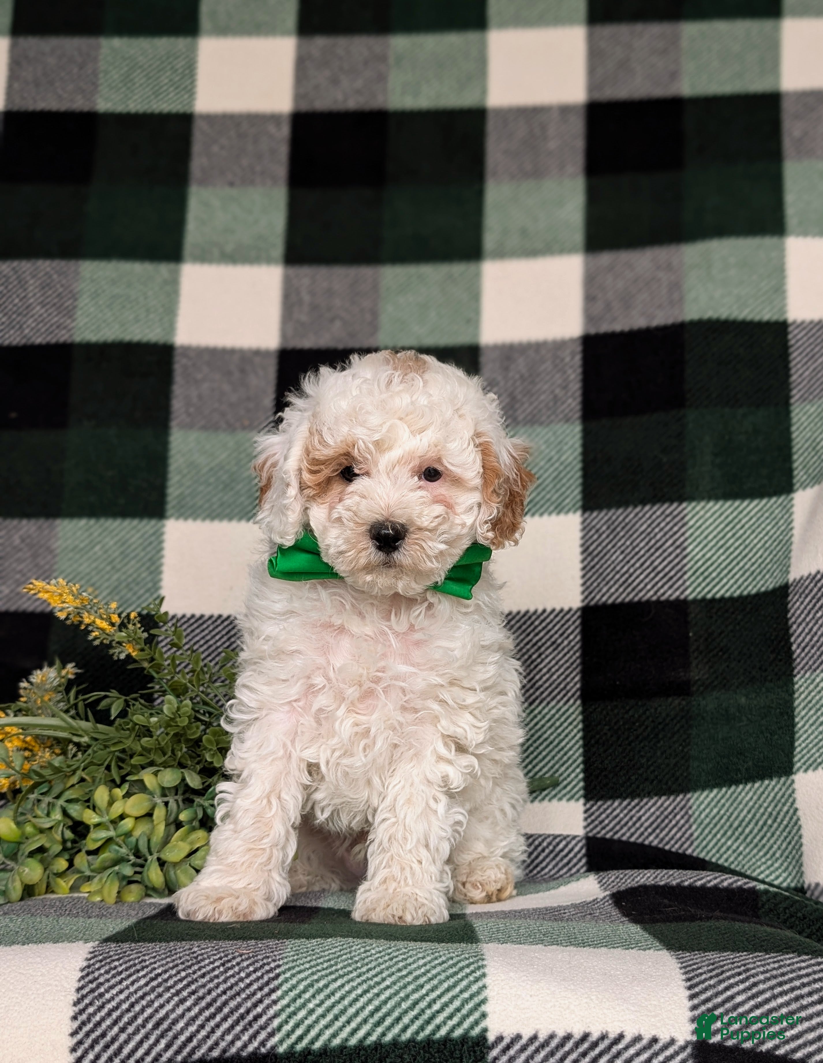 Miniature Poodle dogs for sale: Nyko - Ad 3